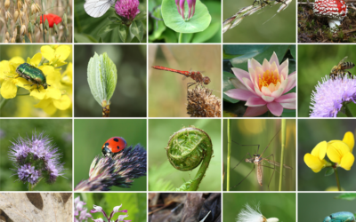 Journée internationale de la biodiversité 2024 : rejoignez le mouvement